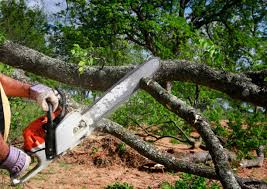 Best Tree Risk Assessment  in Alondra Park, CA